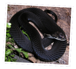 Thamnophis sirtalis sirtalis (zwart)