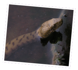 Natrix tessellata