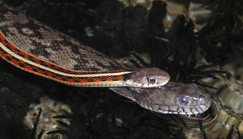 Nerioda rhombifer en Thamnophis sirtalis parietalis