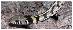 Thamnophis marcianus