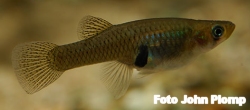 Gambusia vrouw Gambusia vrouw